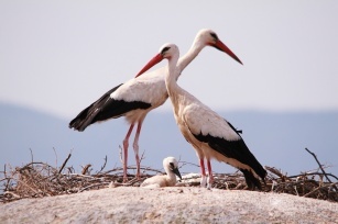 Support for the stork: 6 tricks to increase fertility!