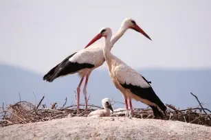 Support for the stork: 6 tricks to increase fertility!