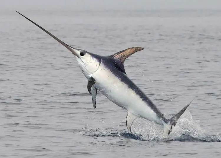 Swordfish: a description of where it lives, what it eats, reproduction