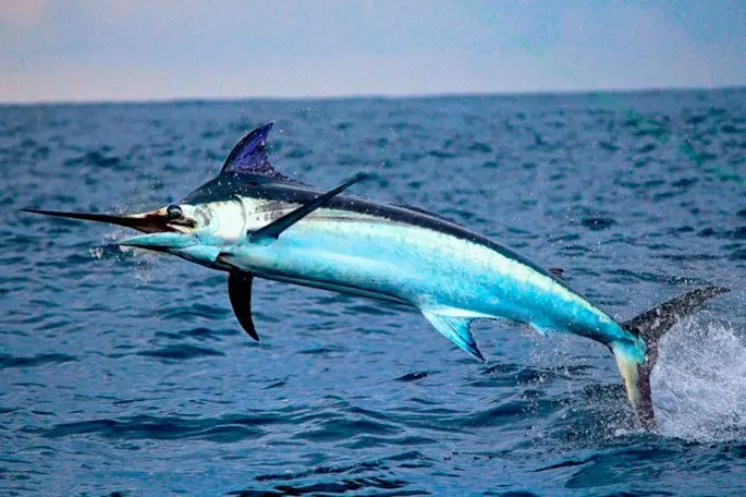 Swordfish: a description of where it lives, what it eats, reproduction