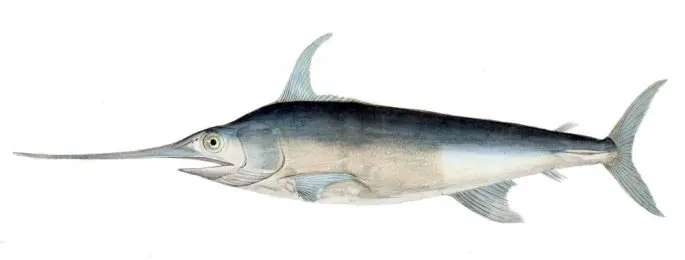 Swordfish: a description of where it lives, what it eats, reproduction