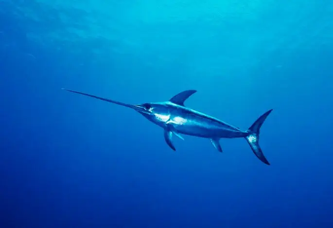 Swordfish: a description of where it lives, what it eats, reproduction