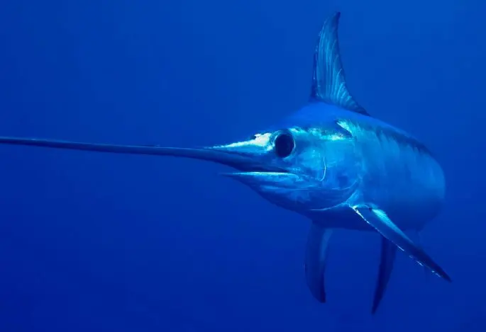 Swordfish: a description of where it lives, what it eats, reproduction