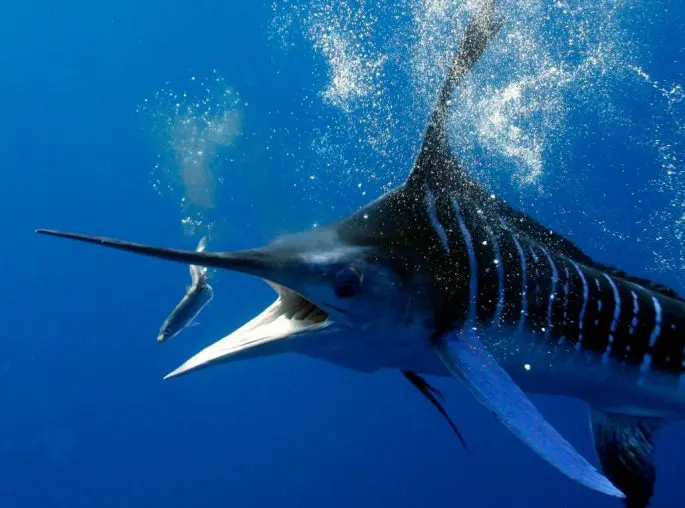 Swordfish: a description of where it lives, what it eats, reproduction