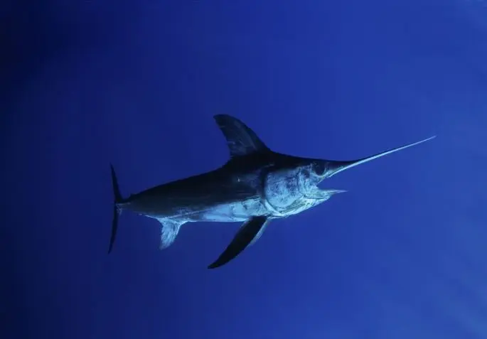 Swordfish: a description of where it lives, what it eats, reproduction