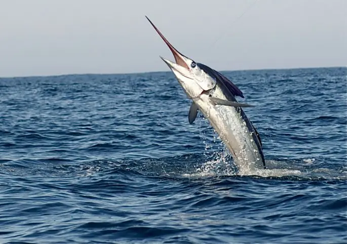 Swordfish: a description of where it lives, what it eats, reproduction