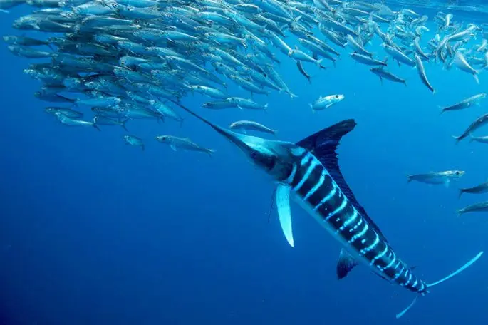 Swordfish: a description of where it lives, what it eats, reproduction