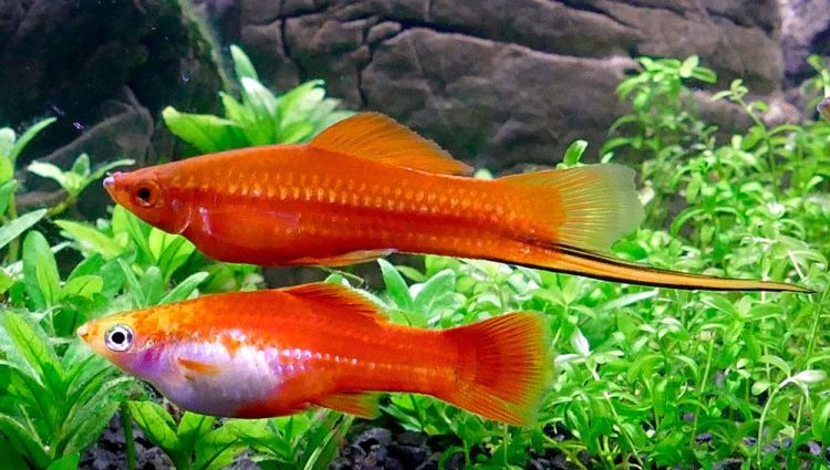 Swordtails: description of aquarium fish, maintenance, reproduction