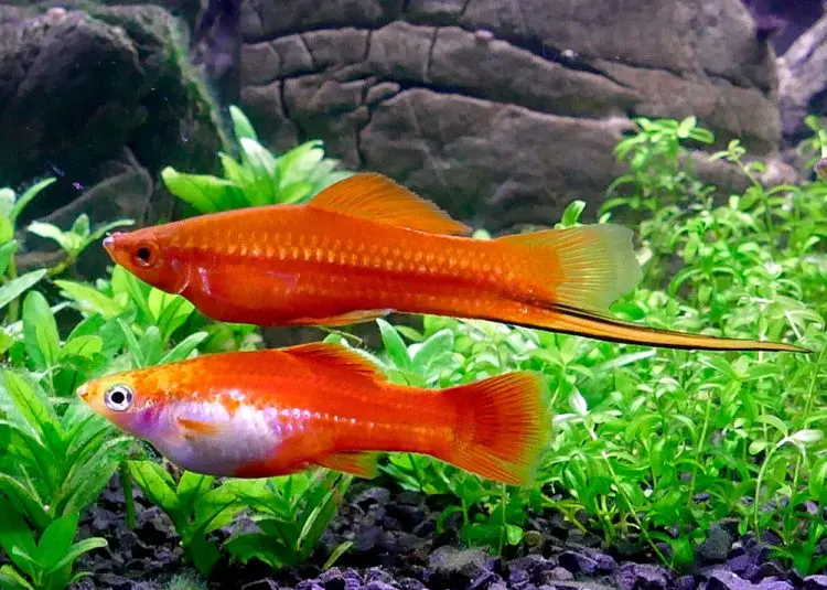 Swordtails: description of aquarium fish, maintenance, reproduction