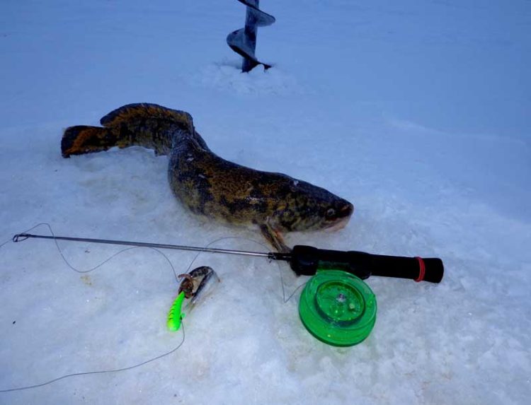 Tackle for burbot: scheme and installation of equipment for burbot