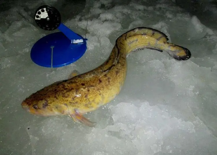 Tackle for burbot: scheme and installation of equipment for burbot