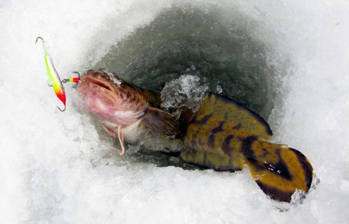 Tackle for catching burbot: in winter, summer, spring and autumn, fishing methods