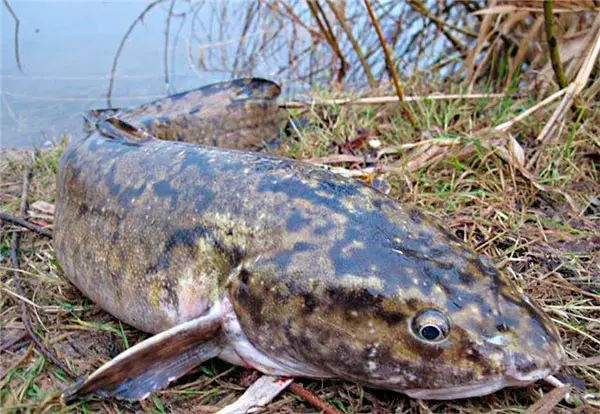 Tackle for catching burbot: in winter, summer, spring and autumn, fishing methods