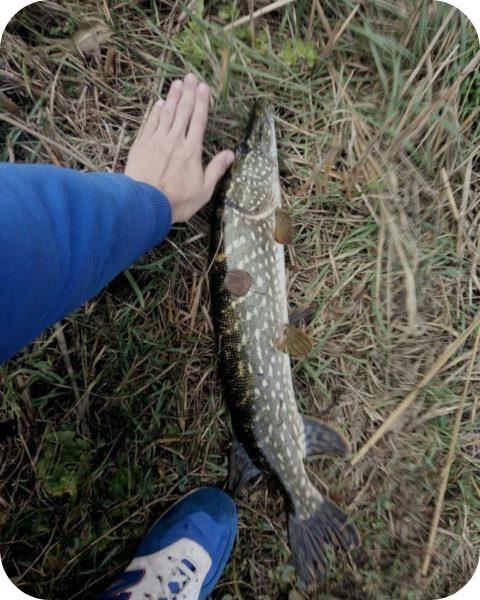 Tackle for catching pike on spinning