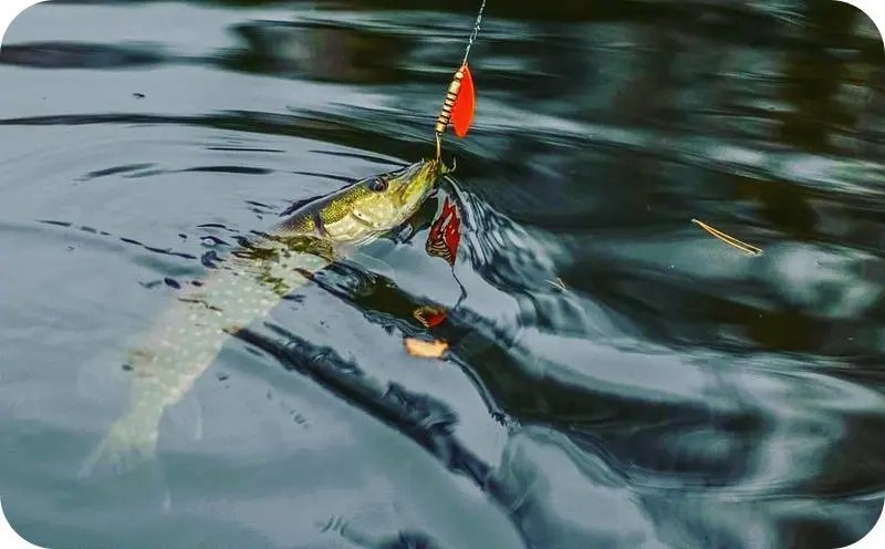 Tackle for catching pike on spinning