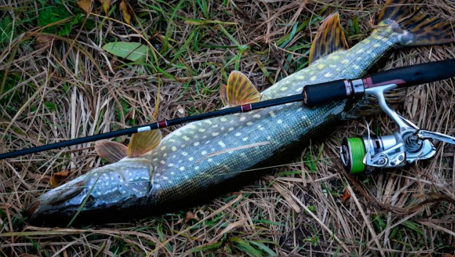 Tackle for pike fishing: for spinning, float rod, mugs