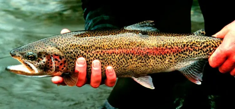 Tackle for trout fishing: for spinning, fly-fishing, for float and donk, for payers