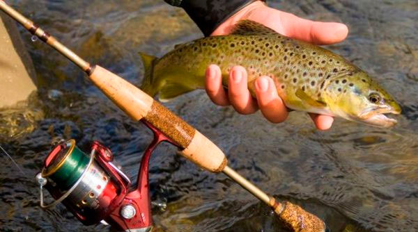 Tackle for trout fishing: for spinning, fly-fishing, for float and donk, for payers