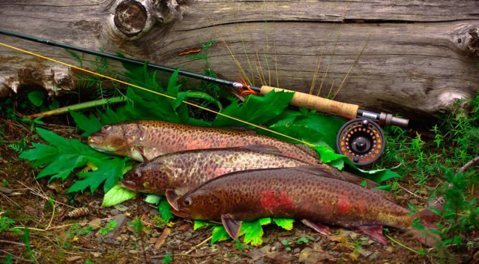 Tackle for trout fishing: for spinning, fly-fishing, for float and donk, for payers