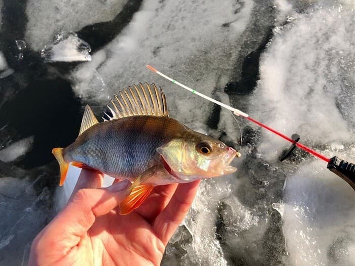 Tackle for winter fishing