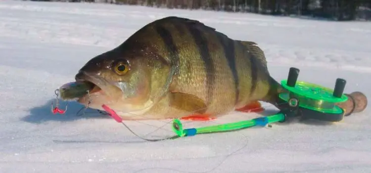 Tackle for winter fishing for perch: types of gear, lures and places for fishing