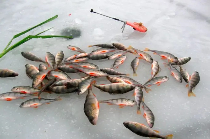 Tackle for winter fishing for perch: types of gear, lures and places for fishing