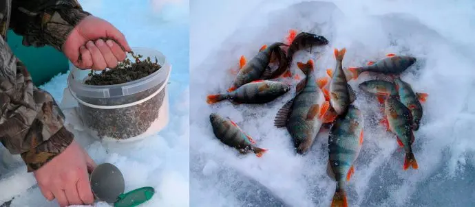 Tackle for winter fishing for perch: types of gear, lures and places for fishing