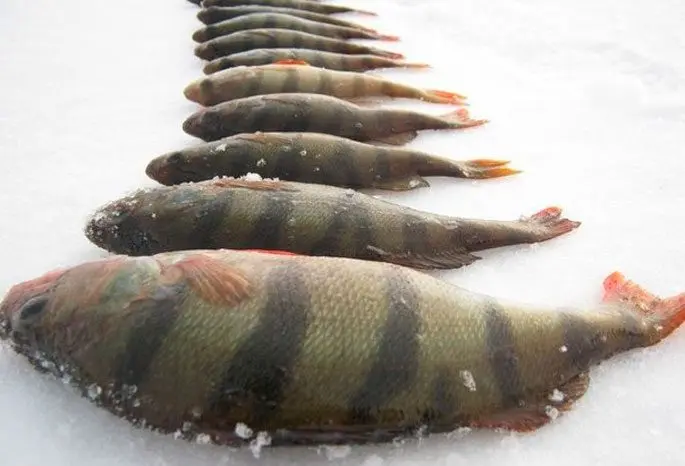 Tackle for winter fishing for perch: types of gear, lures and places for fishing