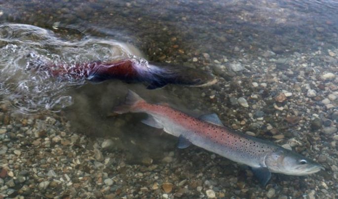 Taimen: a description of the fish with a photo, where it lives, what it eats