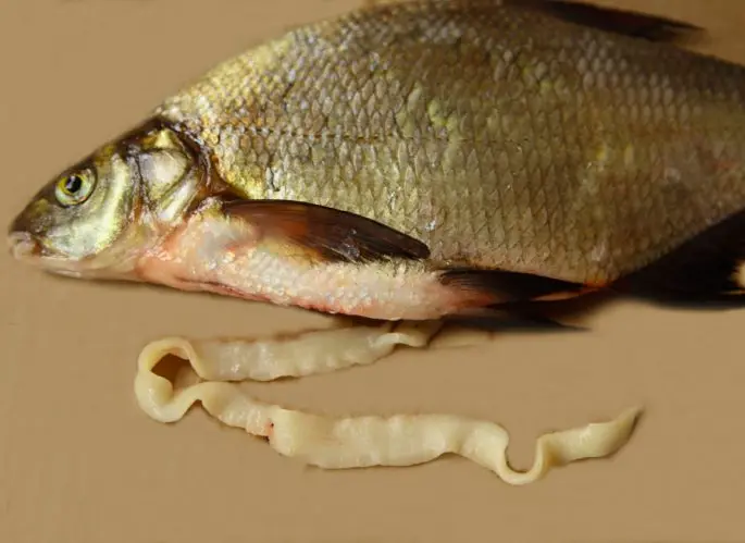 Tapeworm in fish: is it possible to eat tapeworm fish, a danger to humans