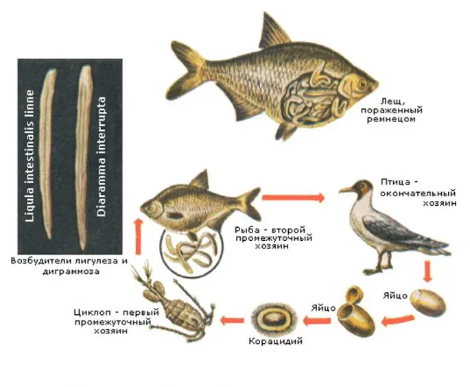 Tapeworm in fish: is it possible to eat tapeworm fish, a danger to humans