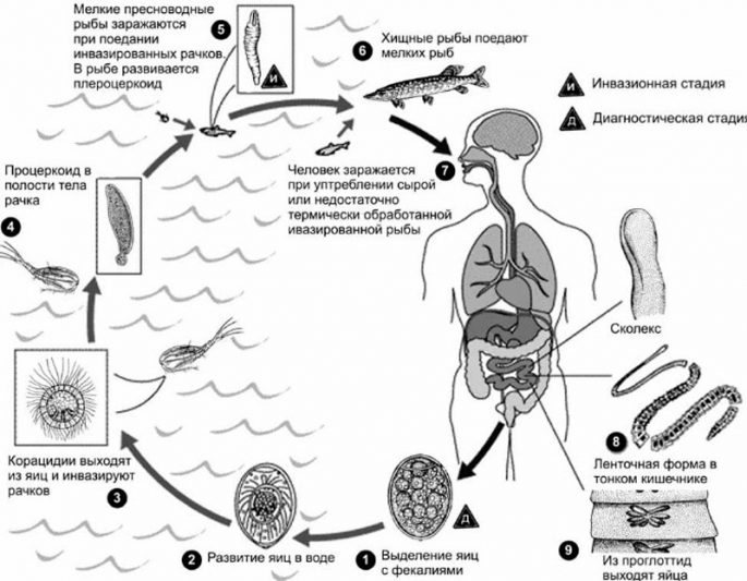 Tapeworm in fish: is it possible to eat tapeworm fish, a danger to humans