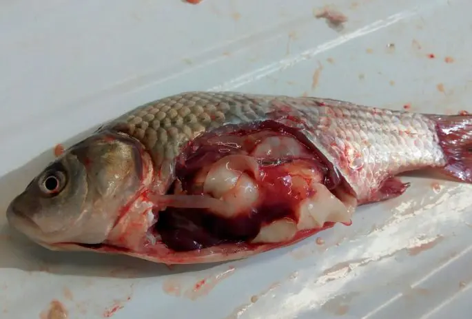 Tapeworm in fish: is it possible to eat tapeworm fish, a danger to humans