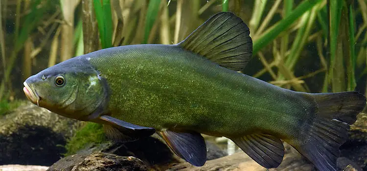 Tench: description of fish, habitat, what it eats, population