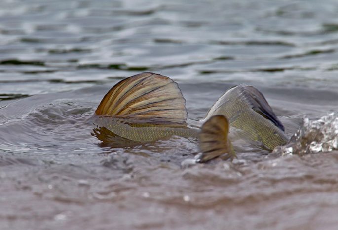 Tench: description of fish, habitat, what it eats, population