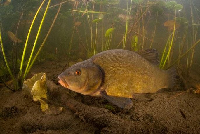 Tench: description of fish, habitat, what it eats, population