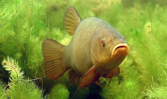 Tench: description of fish, habitat, what it eats, population