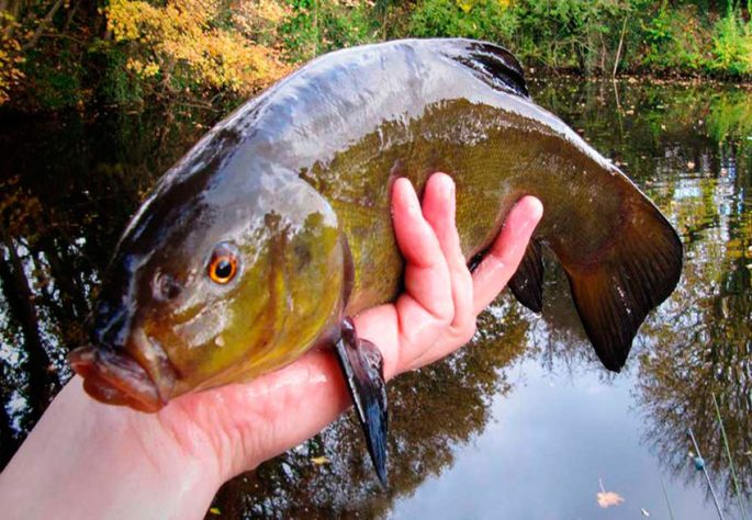 Tench: description of fish, habitat, what it eats, population