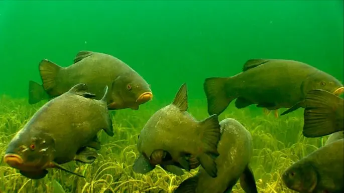 Tench: description of fish, habitat, what it eats, population