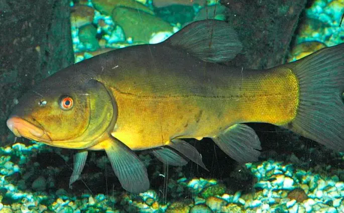 Tench: description of fish, habitat, what it eats, population