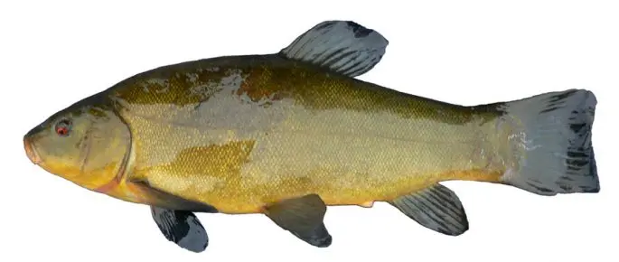 Tench: description of fish, habitat, what it eats, population