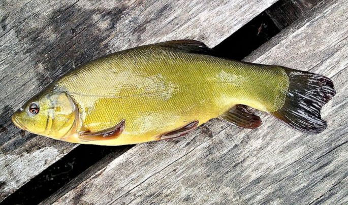 Tench: description of fish, habitat, what it eats, population