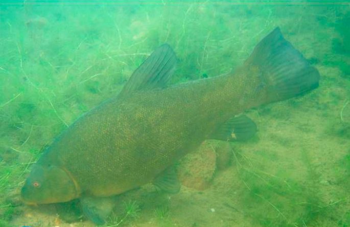 Tench: description of fish, habitat, what it eats, population