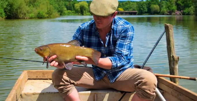 Tench: description of fish, habitat, what it eats, population