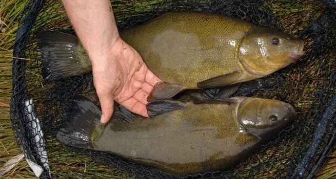 Tench fishing in July: bait and baits