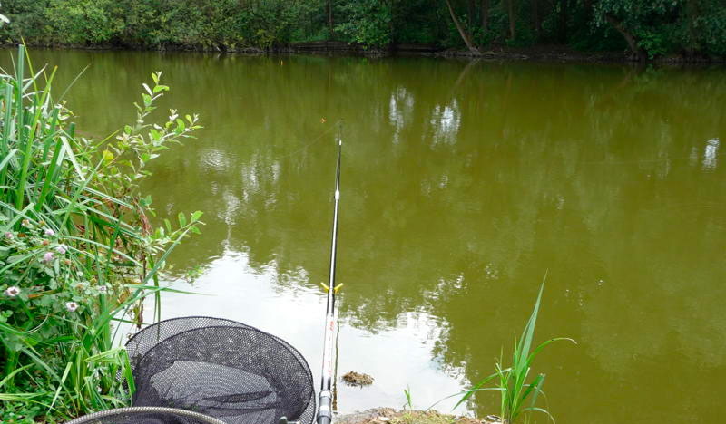 Tench fishing in July: bait and baits