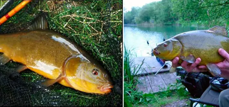 Tench fishing: where to catch, how to catch tench, what to catch