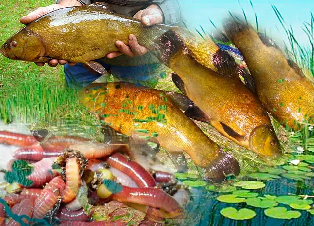 Tench fishing: where to catch, how to catch tench, what to catch