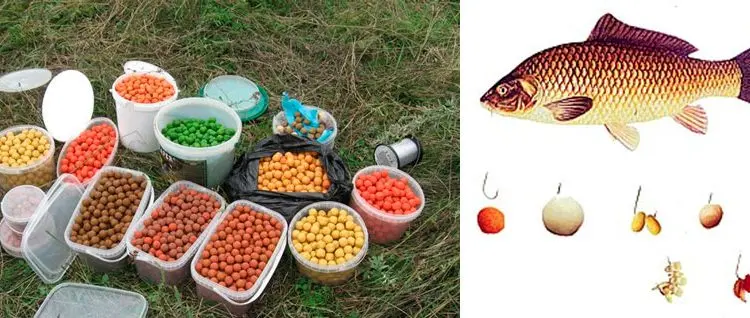 The best baits for carp: boilies, animal and vegetable baits