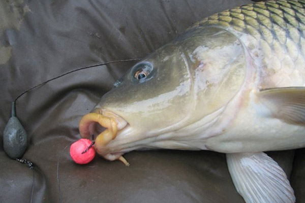 The best baits for carp: boilies, animal and vegetable baits